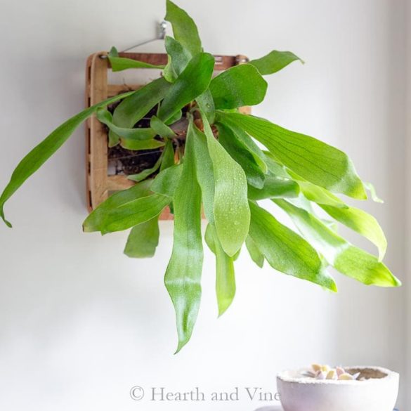 Staghorn Fern Mounting - Creating Beautiful Living Wall Art