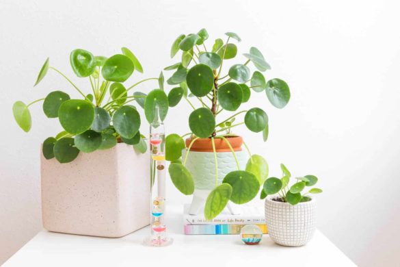 Caring for Pilea Plants