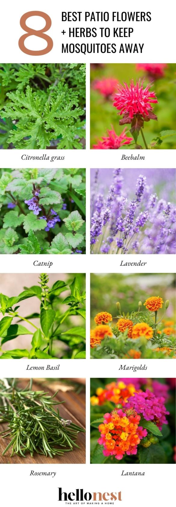 8 Best Patio Flowers and Herbs to Keep Mosquitoes Away