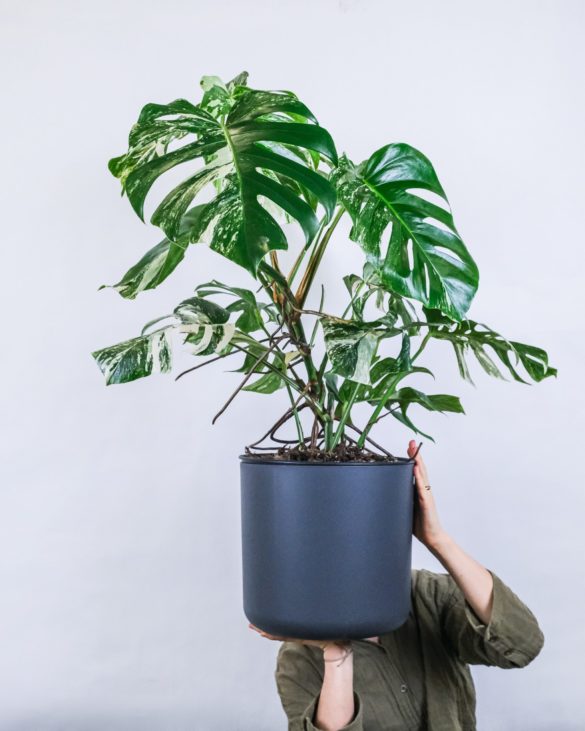 How to Help Your Monstera Plant Thrive
